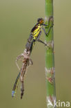 Grote roodoogjuffer (Erythromma najas)