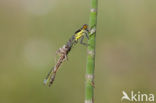 Grote roodoogjuffer (Erythromma najas)