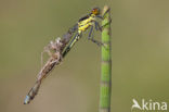 Grote roodoogjuffer (Erythromma najas)