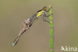 Grote roodoogjuffer (Erythromma najas)