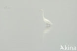 Grote Zilverreiger (Ardea alba)