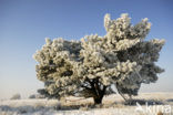 Scots Pine (Pinus sylvestris)