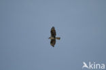 Bonelli’s Eagle (Hieraeetus fasciatus)