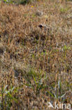 Heermoes (Equisetum arvense)