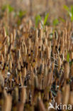 Heermoes (Equisetum arvense)