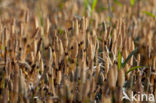 Heermoes (Equisetum arvense)