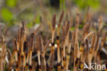 Heermoes (Equisetum arvense)