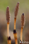 Heermoes (Equisetum arvense)