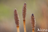 Heermoes (Equisetum arvense)