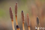 Heermoes (Equisetum arvense)