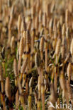 Heermoes (Equisetum arvense)