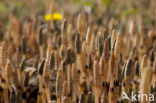 Heermoes (Equisetum arvense)