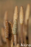 Heermoes (Equisetum arvense)