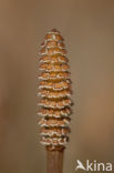 Heermoes (Equisetum arvense)