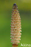 Heermoes (Equisetum arvense)