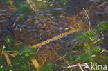 Moor Frog (Rana arvalis)