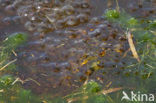 Moor Frog (Rana arvalis)