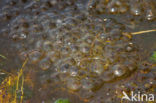 Moor Frog (Rana arvalis)