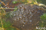 Moor Frog (Rana arvalis)