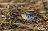 Moor Frog (Rana arvalis)