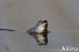 Moor Frog (Rana arvalis)