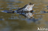 Moor Frog (Rana arvalis)