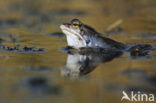 Moor Frog (Rana arvalis)