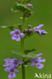 Hondsdraf (Glechoma hederacea)