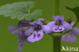 Hondsdraf (Glechoma hederacea)