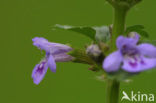 Ground Ivy (Glechoma hederacea)