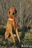 Hongaarse kortharige Vizsla (Canis domesticus)