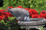 Houtduif (Columba palumbus)