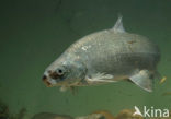 Maraena whitefish (Coregonus maraena) 