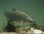 Maraena whitefish (Coregonus maraena) 