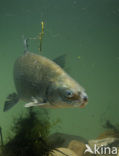 Maraena whitefish (Coregonus maraena) 