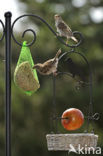 Huismus (Passer domesticus) 