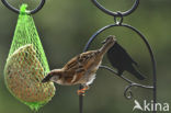 Huismus (Passer domesticus) 