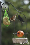 Huismus (Passer domesticus) 