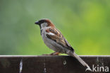 Huismus (Passer domesticus) 