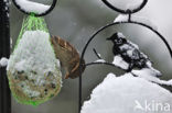 House Sparrow (Passer domesticus)