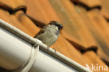 Huismus (Passer domesticus) 