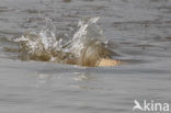 Karper (Cyprinus carpio) 