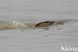 Karper (Cyprinus carpio) 