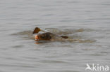 Common Carp (Cyprinus carpio) 