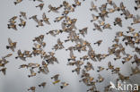 Brambling (Fringilla montifringilla)