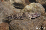 Bighead goby (Neogobius kessleri)