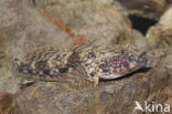 Bighead goby (Neogobius kessleri)