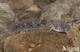 Bighead goby (Neogobius kessleri)