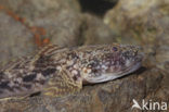 Bighead goby (Neogobius kessleri)