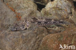 Bighead goby (Neogobius kessleri)